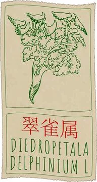 Vector drawing DIEDROPETALA in Chinese. Hand drawn illustration. Latin name i Stock Illustration