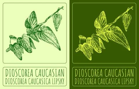 Vector drawing DIOSCOREA CAUCASIAN. Hand drawn illustration. The Latin name i Stock Illustration