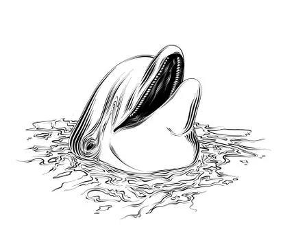 Vector drawing of dolphin in black color, isolated on white background. Graphic Stock Illustration
