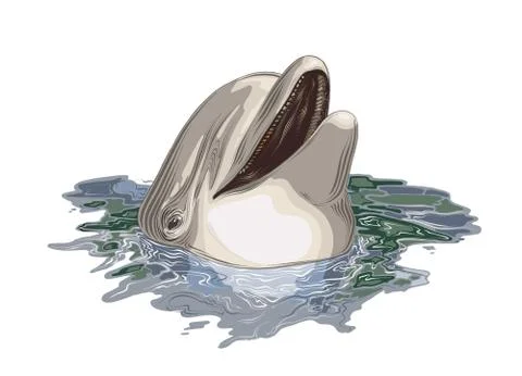 Vector drawing of dolphin in color, isolated on white background. Graphic Stock Illustration