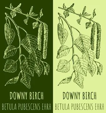 Vector drawing DOWNY BIRCH . Hand drawn illustration. The Latin name is BET.. Stock Illustration