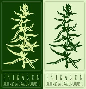 Vector drawing ESTRAGON. Hand drawn illustration. Latin name is ARTEMISIA D.. Stock Illustration