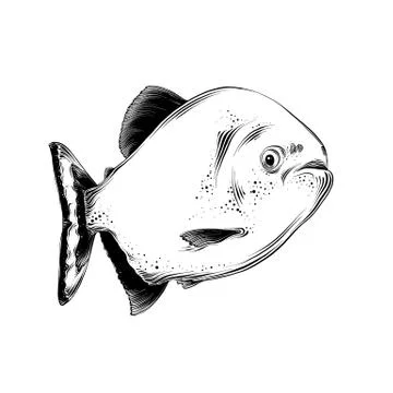 Vector drawing of fish in black color, isolated on white background. Graphic Stock Illustration