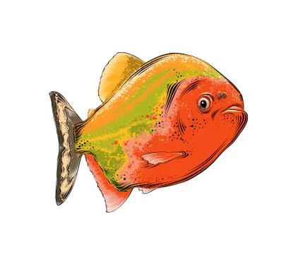 Vector drawing of fish in color, isolated on white background. Graphic Stock Illustration