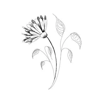 Vector drawing flowers hand-drawn chamomiles, daisies. Jerusalem artichoke Stock Illustration