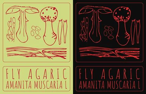 Vector drawing FLY AGARIC . Hand drawn illustration. The Latin name is AMANIT イラスト素材