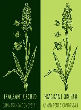 Vector drawing FRAGRANT ORCHID . Hand drawn illustration. The Latin name is G Stock Illustration
