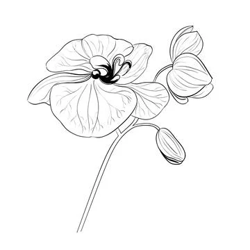 Vector drawing of a frame from orchid branches on a black and white background. Illustrazione stock