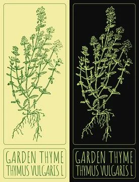 Vector drawing GARDEN THYME. Hand drawn illustration. The Latin name is THYMU Stock Illustration