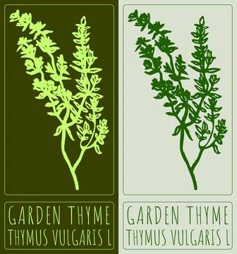 Vector drawing GARDEN THYME. Hand drawn illustration. Latin name is ROSA TH.. Stock Illustration