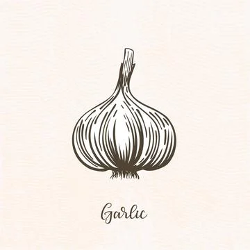 Vector drawing of garlic Stock Illustration