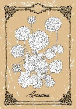 Vector drawing of Geranium on texture background. Illustrazione stock
