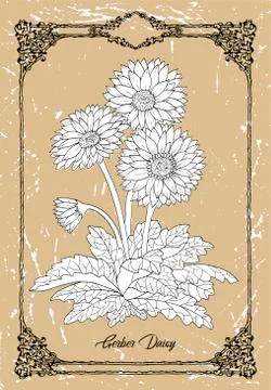 Vector drawing of Gerber Daisy flower on texture background Stock Illustration