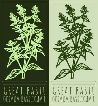 Vector drawing GREAT BASIL. Hand drawn illustration. Latin name is OCIMUM B.. Stock Illustration