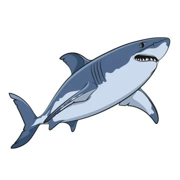 Vector drawing of a great white shark. Isolated objects on a white. Stock Illustration