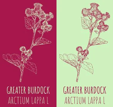 Vector drawing GREATER BURDOCK. Hand drawn illustration. The Latin name is .. Stock Illustration