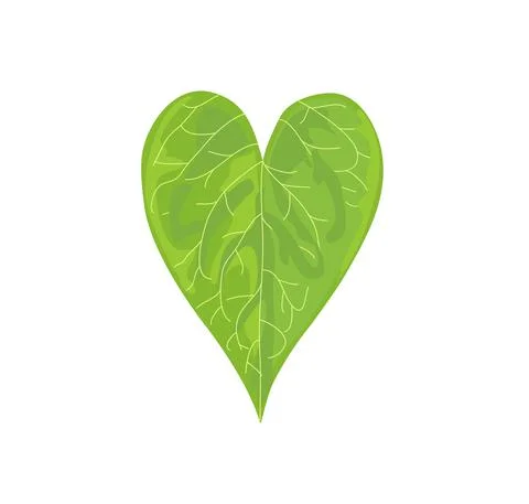 Vector drawing green tropical leaf of Caladium, Stock Illustration
