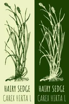 Vector drawing HAIRY SEDGE . Hand drawn illustration. The Latin name is CAREX Stock Illustration