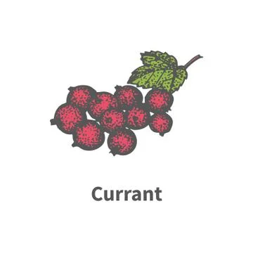 Vector drawing hand-drawn bunch ripe red currant Stock Illustration