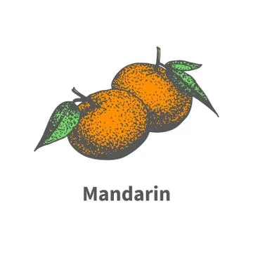 Vector drawing hand-drawn ripe juicy tangerine Stock Illustration