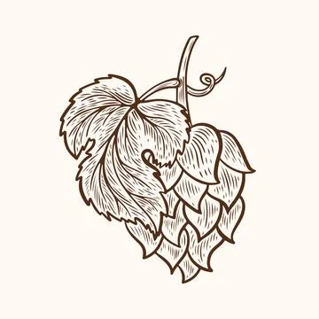 Vector drawing of hops in line art style Stock Illustration