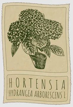 Vector drawing HORTENSIA. Hand drawn illustration. Latin name is HYDRANGEA AR Stock Illustration