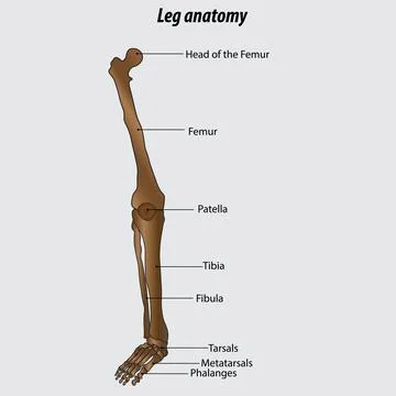 Vector drawing of human leg human leg anatomy drawing labeled Illustrazione stock