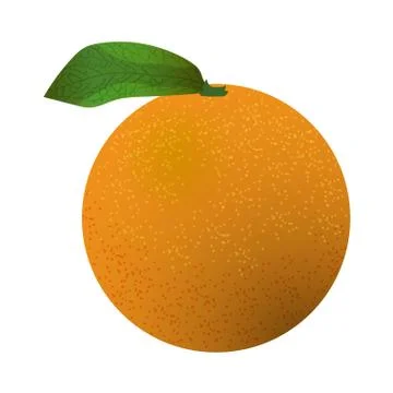 Vector drawing of an isolated orange Stock Illustration