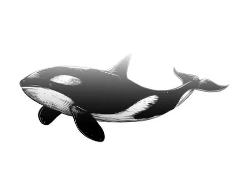 Vector drawing of killer whale in black color, isolated on white background Stock Illustration