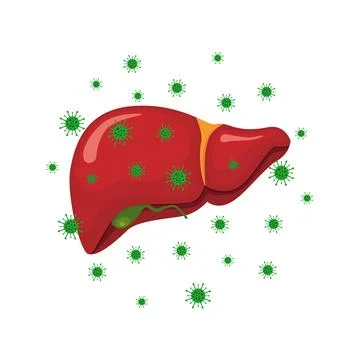 Vector drawing of a liver Stock Illustration