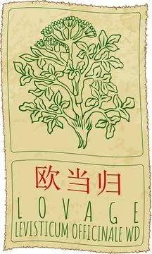 Vector drawing LOVAGE in Chinese. Hand drawn illustration. Latin name is LE.. Stock Illustration