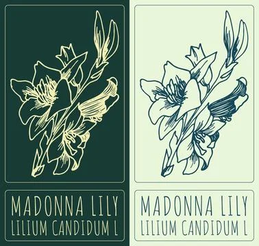 Vector drawing MADONNA LILY. Hand drawn illustration. The Latin name is LILIU Stock Illustration