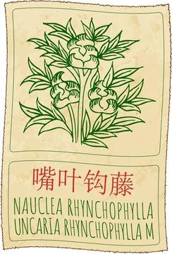 Vector drawing NAUCLEA RHYNCHOPHYLLAR in Chinese. Hand drawn illustration. La Stock Illustration