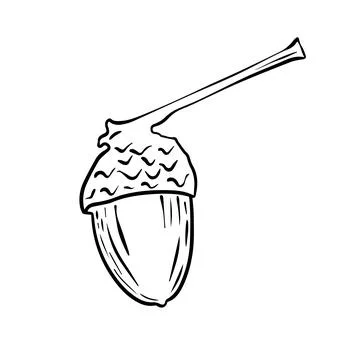 Vector drawing of oak acorns. Autumn elements. Hand drawn detailed botanica.. Stock Illustration