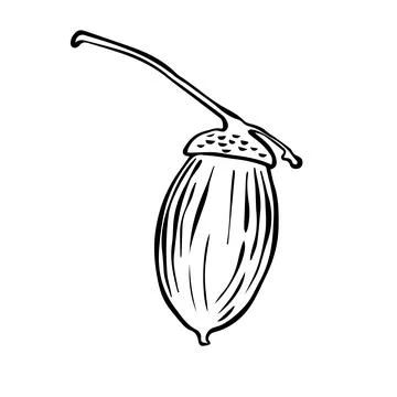 Vector drawing of oak acorns. Autumn elements. Hand drawn detailed botanica.. Stock Illustration