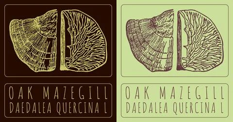 Vector drawing OAK MAZEGILL. Hand drawn illustration. The Latin name is DAEDA Stock Illustration