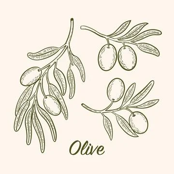 Vector drawing of olive tree branches with olives Stock Illustration