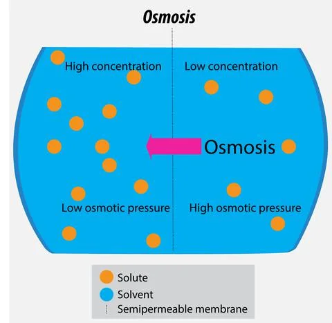 Vector drawing of Osmosis of solvent molecules Illustrazione stock