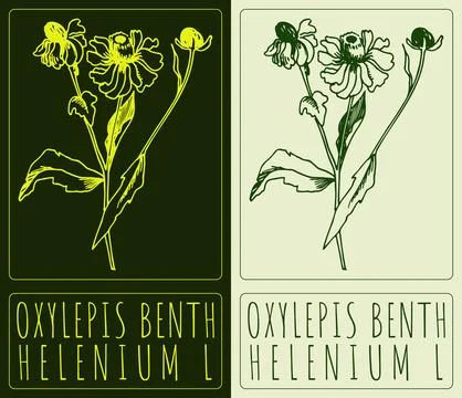 Vector drawing OXYLEPIS BENTH. Hand drawn illustration. The Latin name is H.. Stock Illustration