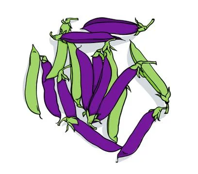 Vector drawing of pea pods on a white background. Green and purple pea pods. Stock Illustration
