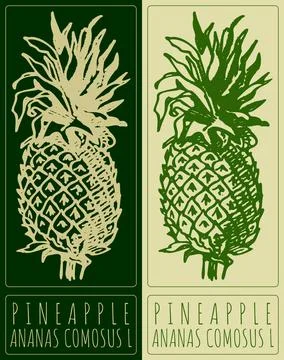 Vector drawing PINEAPPLE. Hand drawn illustration. Latin name is ANANAS COMOS Stock Illustration