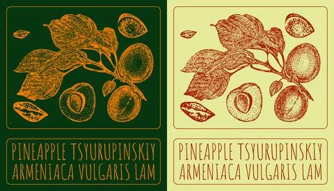 Vector drawing PINEAPPLE TSYURUPINSKIY. Hand drawn illustration. Latin name.. Stock Illustration