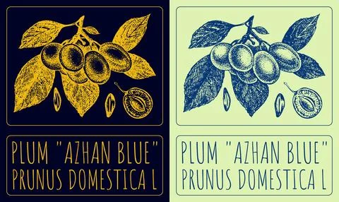 Vector drawing PLUM AZHAN BLUE. Hand drawn illustration. Latin name is PRUNUS 스톡 일러스트