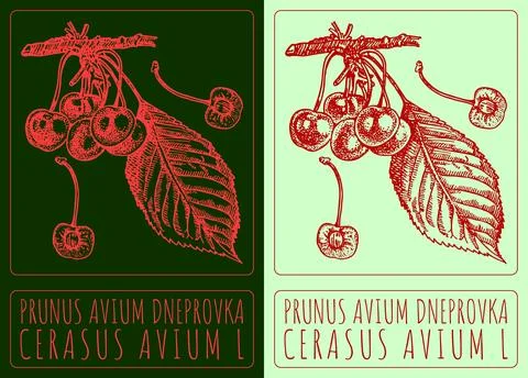 Vector drawing PRUNUS AVIUM DNEPROVKA. Hand drawn illustration. The Latin nam 스톡 일러스트