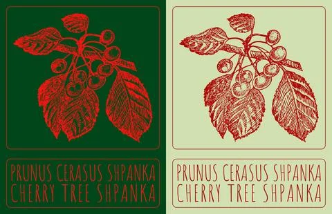 Vector drawing PRUNUS CERASUS SHPANKA. Hand drawn illustration. Latin name is 스톡 일러스트