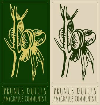Vector drawing PRUNUS DULCIS. Hand drawn illustration. Latin name is AMYGDA.. 스톡 일러스트