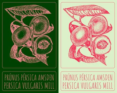 Vector drawing PRUNUS PERSICA AMSDEN. Hand drawn illustration. Latin name i.. 스톡 일러스트