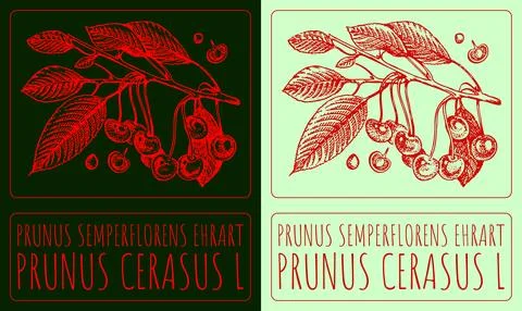Vector drawing PRUNUS SEMPERFLORENS EHRART. Hand drawn illustration. Latin na 스톡 일러스트