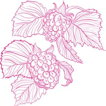 Vector drawing of raspberries Stock Illustration