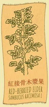 Vector drawing RED-BERRIED ELDER in Chinese. Hand drawn illustration. The Lat Stock Illustration